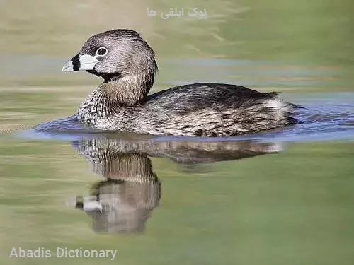 نوک ابلقی ها